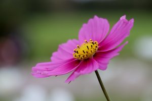 Heaven in a wildflower